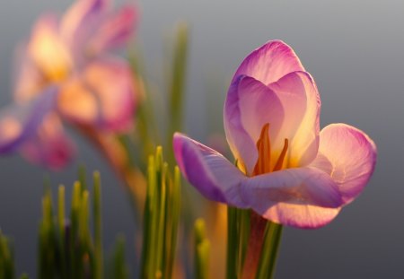 Spring - nature, yellow, green, spring, orange, flower, pink