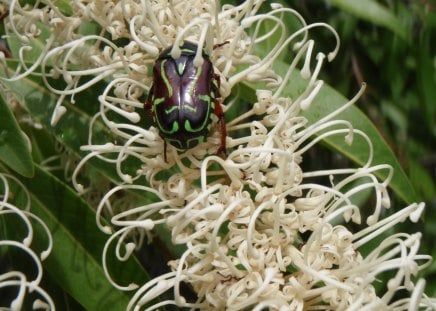 Beautiful green striped bug - ivory curl tree, digital camera, photography, macro, flower, bug