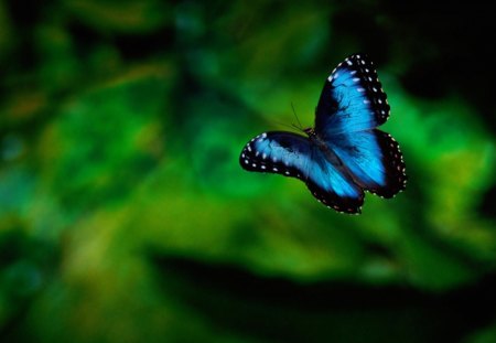 Butterfly - nature, butterfly, free, blue, beautiful