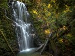 Berry Creek Falls ~ California