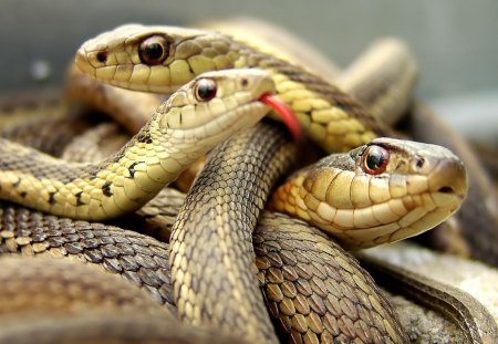 Snakes - reptiles, animals, people, other, entertainment