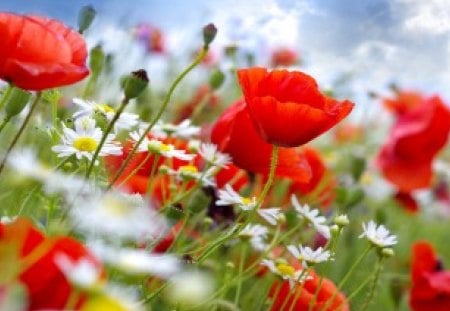 Floral field - nice, sky, freshness, colorful, field, meadow, spring, pretty, clouds, grass, fresh, summer, lovely, nature, floral, beautiful, delight, flowers