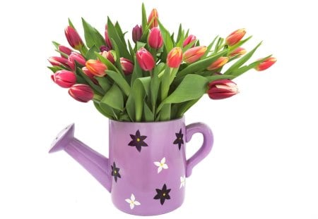 Colorful watering can♥ - lavender, forever, beautiful, spring, orange, bouquet, fresh, tulips, white, purple, red, green, bunch, watering