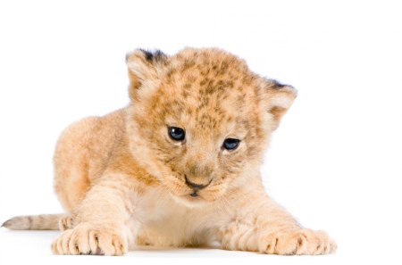 lion cub - cub, cute, lion, cat