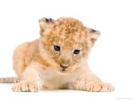 lion cub