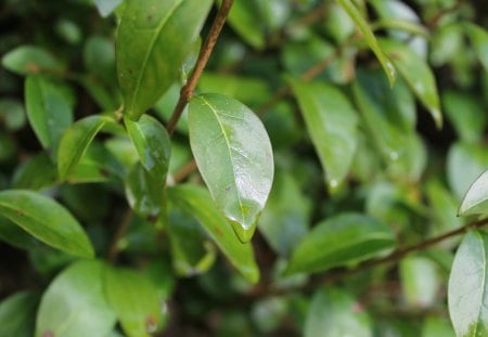 Suspended Drip - hedge, drip, water, leaf