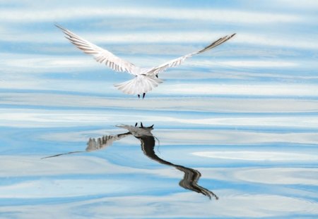 Reflection - blue, fly, sea, seagulls, reflection