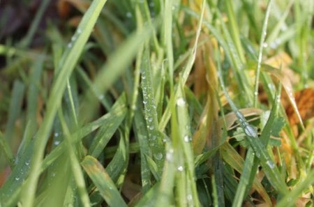 Water Droplets - water, droplets, grass, rain