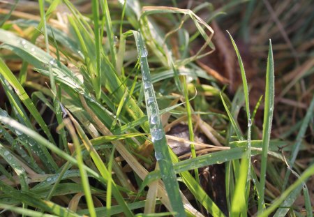 Water Droplets - water, droplets, grass, rain