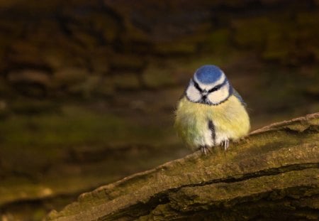 Pretty - Pretty, bird, tit, blue