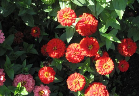 Dahlia at Edmonton Garden 02 - red, pink, flowers, dahlia, photography, leaves, green