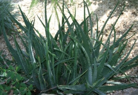 Cactus at Edmonton Garden - Flowers, garden, green, photography, Cactus