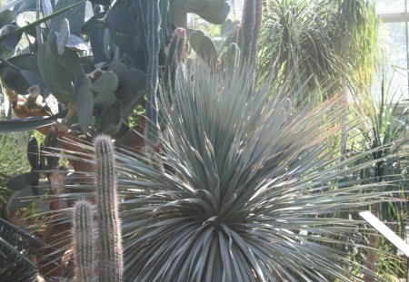 Cactus at Edmonton Garden  04 - Flowers, garden, green, photography, Cactus