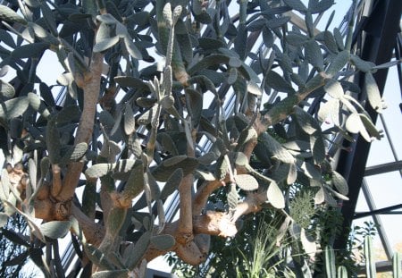 Cactus at Edmonton Garden 05 - Flowers, garden, green, photography, cactus