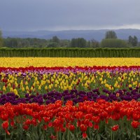 field tulips