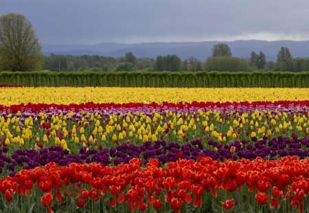 field tulips - red, yellow, fields, tulips