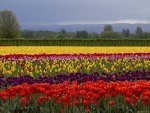 field tulips