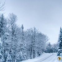 trees and snow road