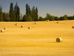 hay rolls field