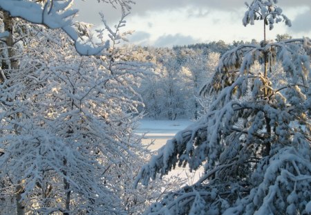 winter - snow, forest, einter, tree