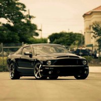 black mustang