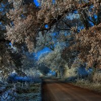 Frosty Leaves