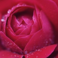 Dew drops on rose petals