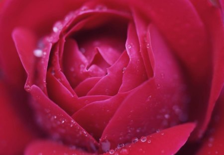 Dew drops on rose petals - red, drops, rose, branch