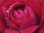 Dew drops on rose petals