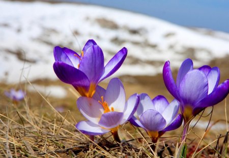 Flowers purple - fielda, purple, grass, flower