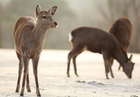 Young deers - young, wild, deers, grass