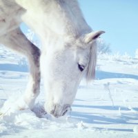 White horse goes on the snow