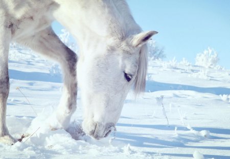 White horse goes on the snow - horse, animals, ice, snow