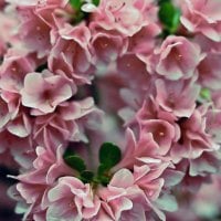 Pink Azalea Heart