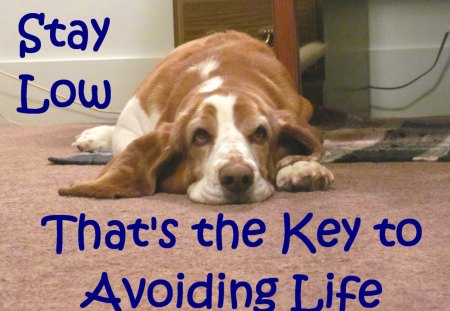 The Key To Life - stress, dog, friend, love, bassett, survival, happiness, animal, nature, hound