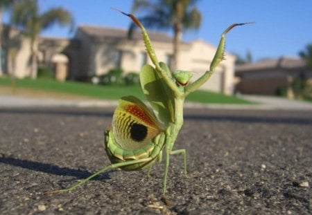 praying mantis - amit, mantis, insect, matu, omdave, hrdave, road, praying