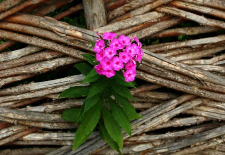 Bouquet - bouquet, flower, pink, nature