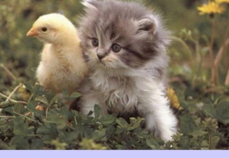 friends - chick, soft, kitten, yellow, fur, feathers, babies