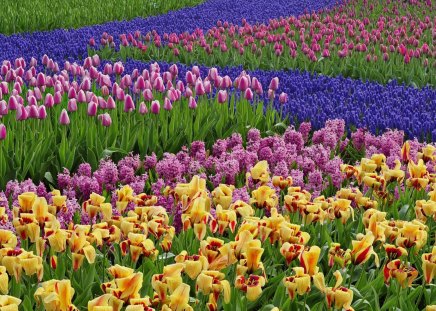 Spring flower bed - yellow, hyazinth, blue, tulip, flowers, garden, spring