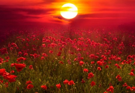 Sunset over Poppies Field - sky, sunset, field, nature, clouds, red, beautiful, flowers, poppies