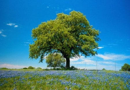 Spring field - grape hyacinth, tree, field, blue sky, spring