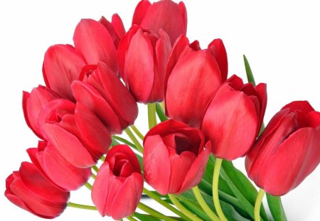 Red tulips - red, tulips, flowers, tulip, spring