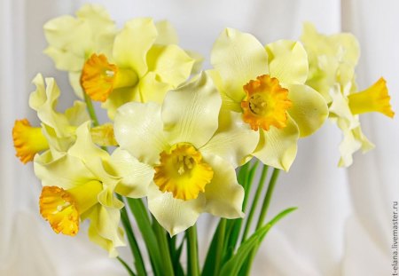 Daffodils - narcissi, flowers, spring, yellow, daffodils