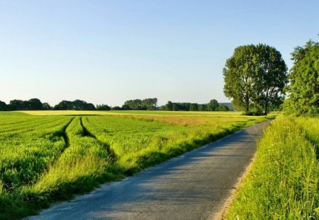 field - field, fun, tree, nature