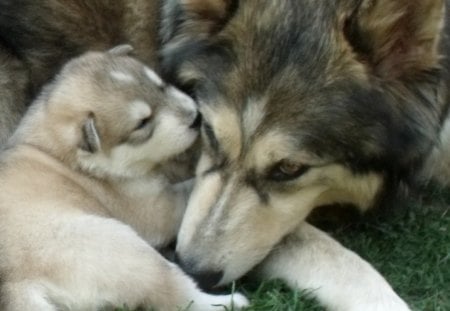 Wolf Mom and Cub - nature, wolves, predator, wild