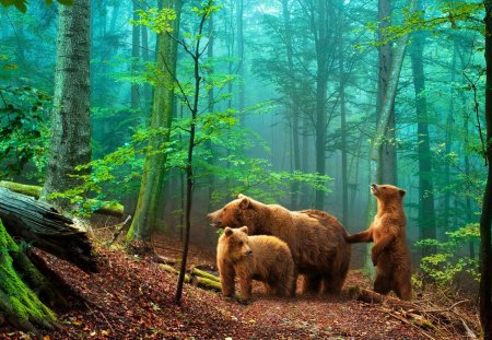 Brown Bears in the Forest - three, nature, predator, trees, forest, family, green, ground