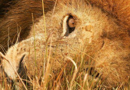 I'll be watching you - lion, animal, zoo, wild life, big cat