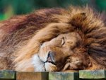 Sleeping lion