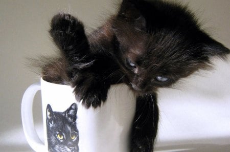 A black kitten in a mug - feline, black, kitten, mug