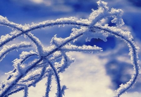 Winter flowers - flowers, winter, snow, blue